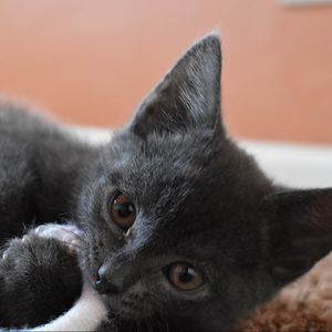 Meet your Posher, Morgan